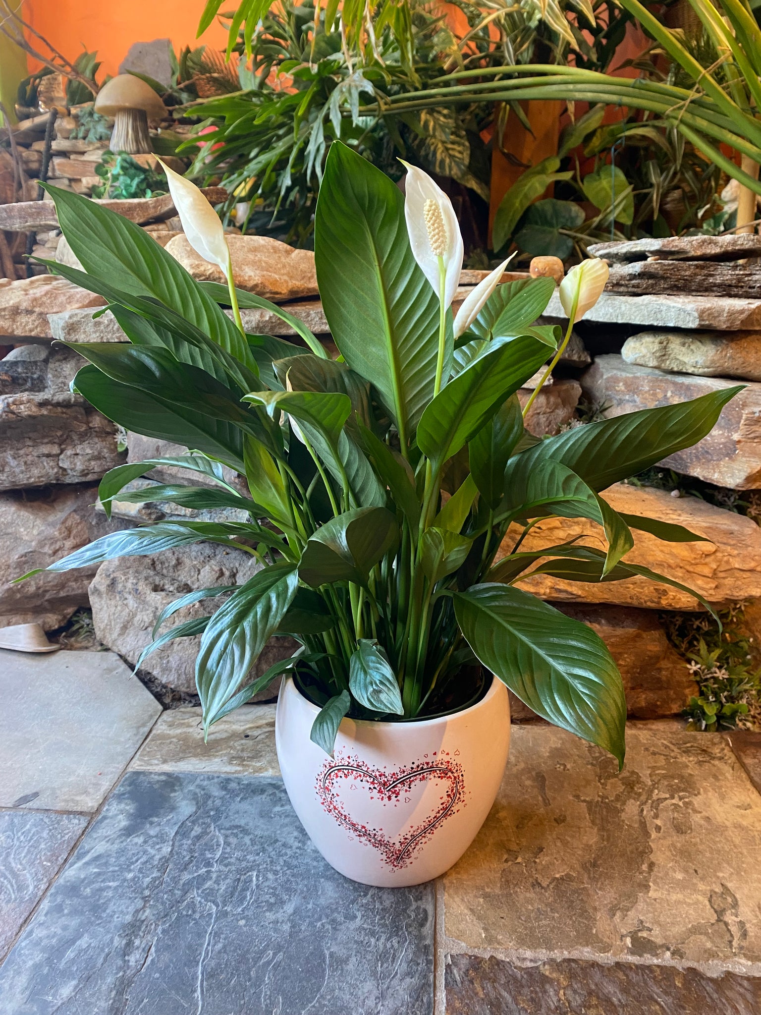 6” Peace Lily in Valentine's Ceramic Planter